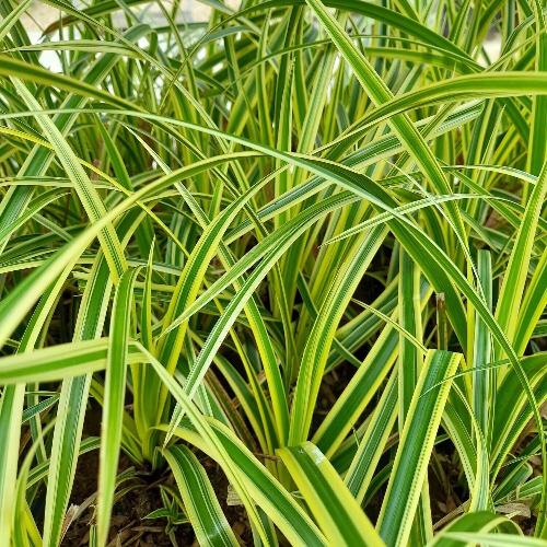 Aureovariegated Japanese Sedge Ornamental Grasses (Carex Morrowii Aureovariegata)