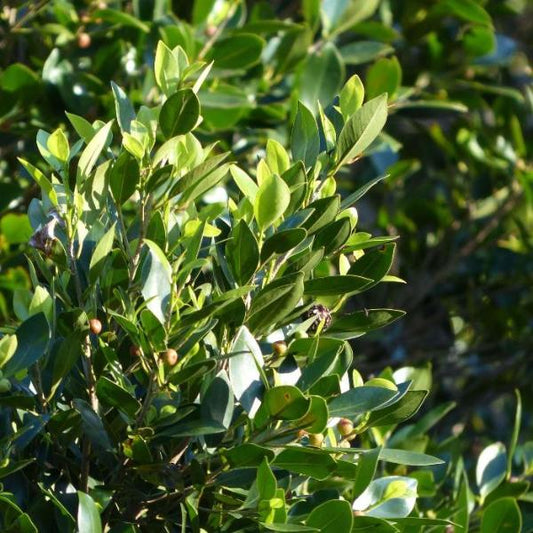 Bay Laurel Ornamental Tree (Laurus 'Nobilis' Tree)