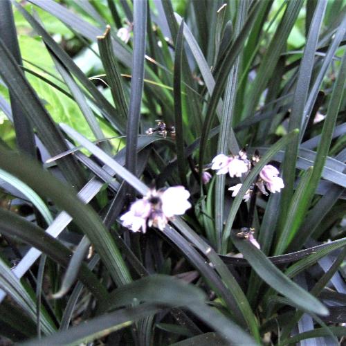 Black Mondo Grass (Ophiopogon Nigrescens)