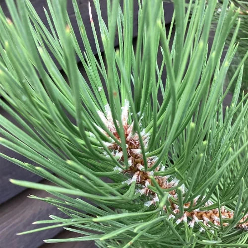 European Black Pine Ornamental Tree (Pinus Nigra)