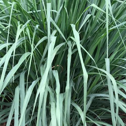 Blue Fountain Switchgrass Ornamental Grasses (Panicum Virgatum Blue Fountain)