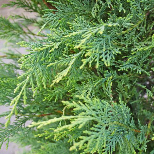 Castlewellan Gold Spiral Cypress Italian Plants (Cupressus Castlewellan Gold Spiral)