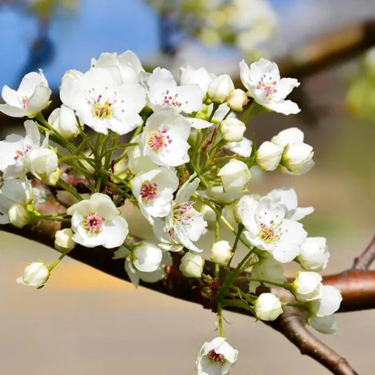 Chanticleer Pear Ornamental Tree (Pyrus Calleryana 'Chanticleer')
