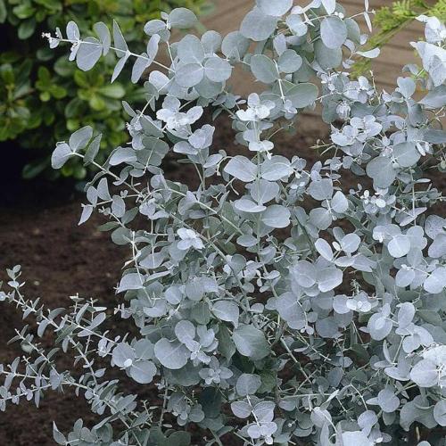 Cider Gum Ornamental Tree (Eucalyptus Gunnii 'Cider Gum')