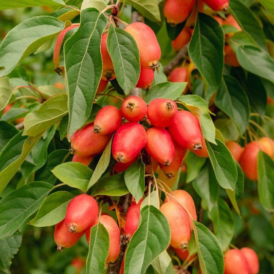 John Downie Crab Apple Ornamental Tree (Malus 'John Downie')