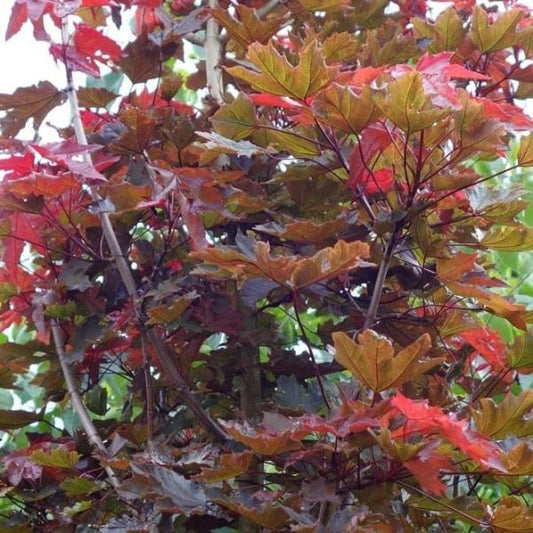 Crimson Sentry Norway Maple Ornamental Tree (Acer Platanoides 'Crimson Sentry')