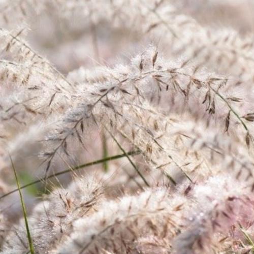 Dance With Me Maiden Ornamental Grasses (Miscanthus Sinensis Dance With Me)