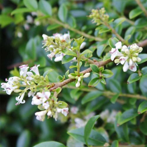 Delavay Privet Italian Plants (Ligustrum Delavayanum)