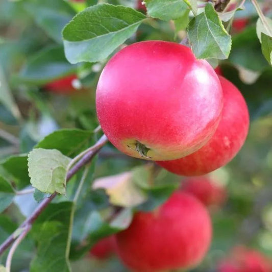 Discovery Apple Tree (Malus domestica ‘Discovery’)
