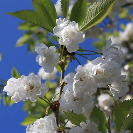 Double Gean Ornamental Tree (Prunus Avium 'Plena')