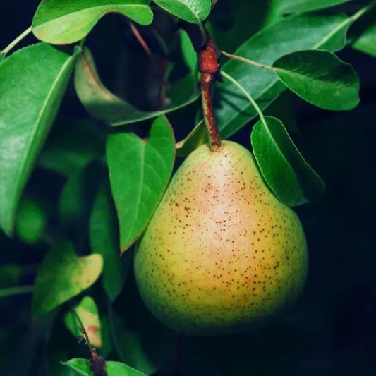 Doyenne du Comice Pear Fruit Tree (Pyrus Communis 'Doyenne du Comice')