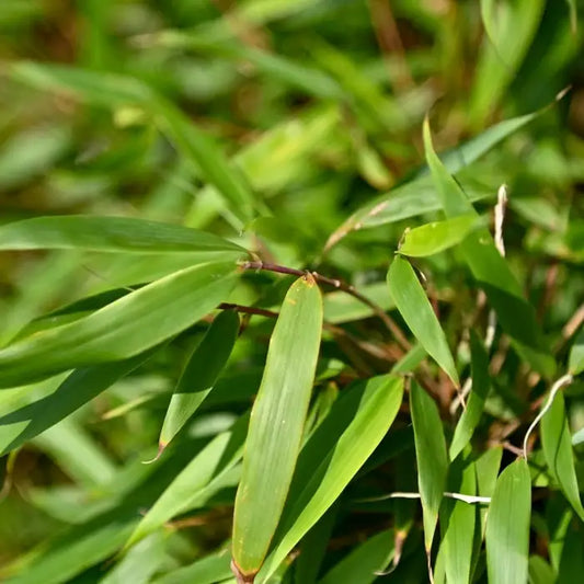 Dragon Head Bamboo Hedge (Fargesia rufa)