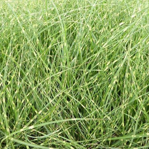 Dwarf Porcupine Ornamental Grasses (Miscanthus Sinensis Strictus Dwarf)