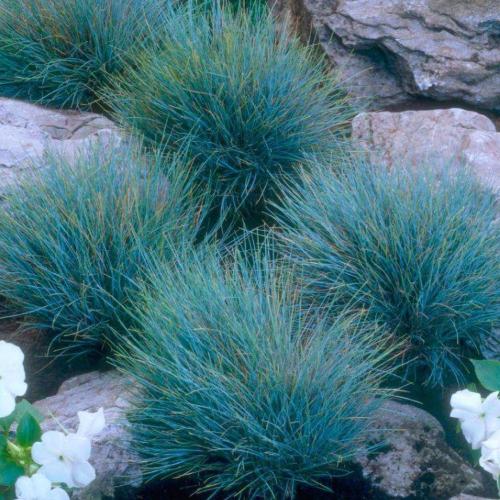 Elijah Blue Fescue Ornamental Grasses (Festuca Glauca Elijah Blue)