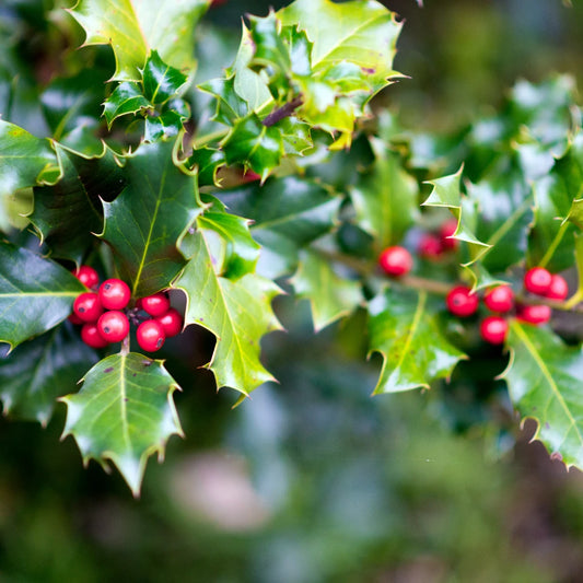 English Holly Hedge (Ilex aquifolium)