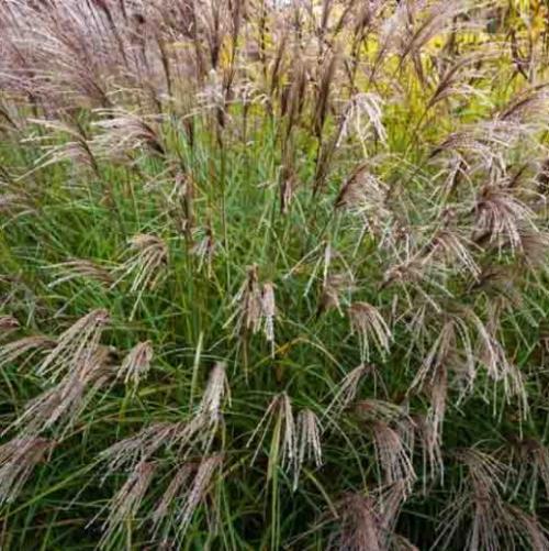 Eulalia Yakushima Dwarf Ornamental Grasses (Miscanthus Sinensis Yakushima Dwarf)