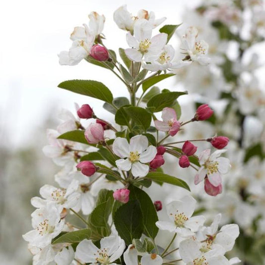 Evereste Crab Apple Ornamental Tree (Malus 'Evereste')