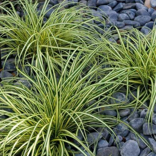 Evergold Sedge Ornamental Grasses (Carex Oshimensis Evergold)
