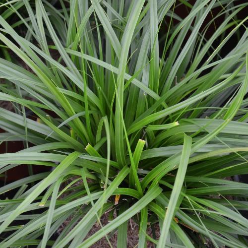 Evergreen Japanese Sedge Ornamental Grasses (Carex Oshimensis Evergreen)