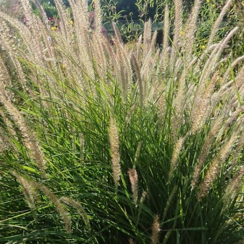 Fairy Tails Ornamental Grasses (Miscanthus Orientalis Fairy Tails)