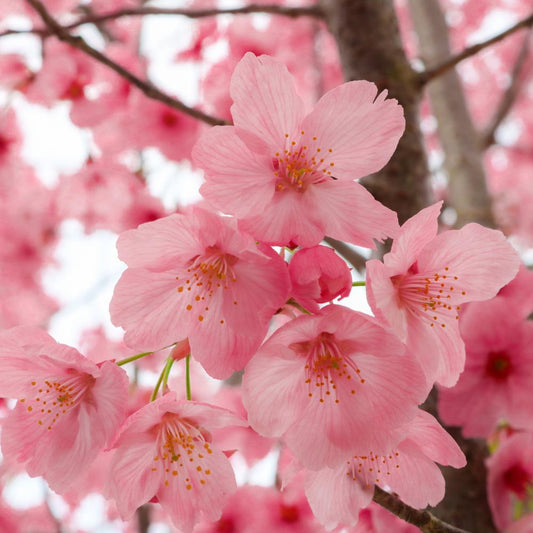 Flagpole Cherry Ornamental Tree (Prunus Serrulata 'Amanogawa')