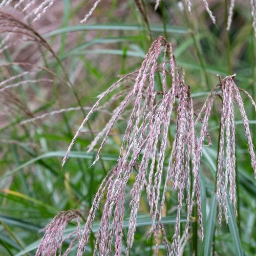 Flamingo Maiden Ornamental Grasses (Miscanthus Sinensis Flamingo)