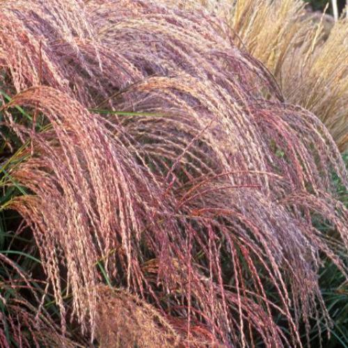 Flamingo Ornamental Grasses (Miscanthus Orientalis Flamingo)