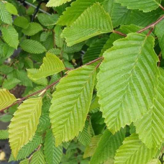 Frans Fontaine Hornbeam Ornamental Tree (Carpinus Betulus 'Frans Fontaine')
