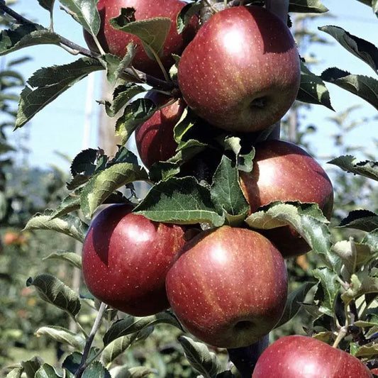 Gala Apple Fruit Tree (Malus domestica 'Gala')