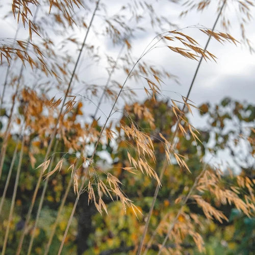 Giant Feather Ornamental Grasses (Stipa Gigantea)