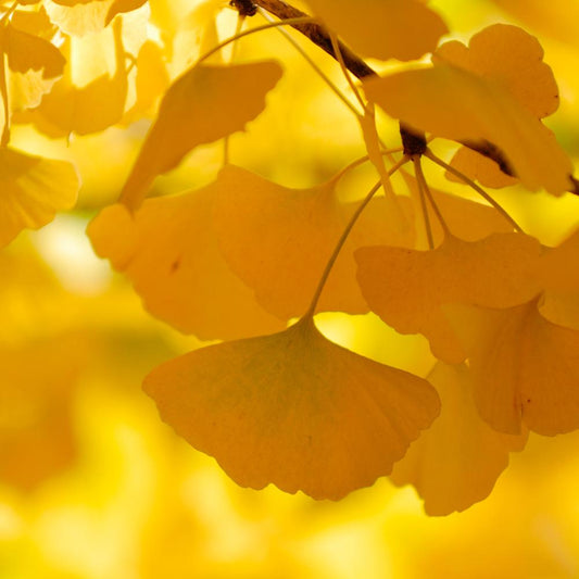 Ginkgo Ornamental Tree (Ginkgo biloba)