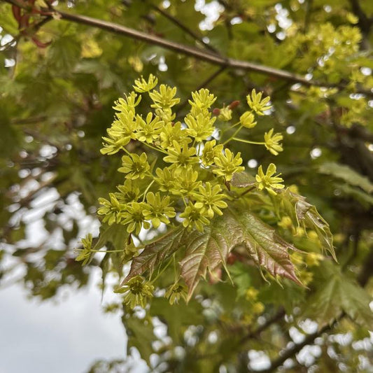 Globosum Norway Maple Ornamental Tree (Acer Platanoides 'Globosum')