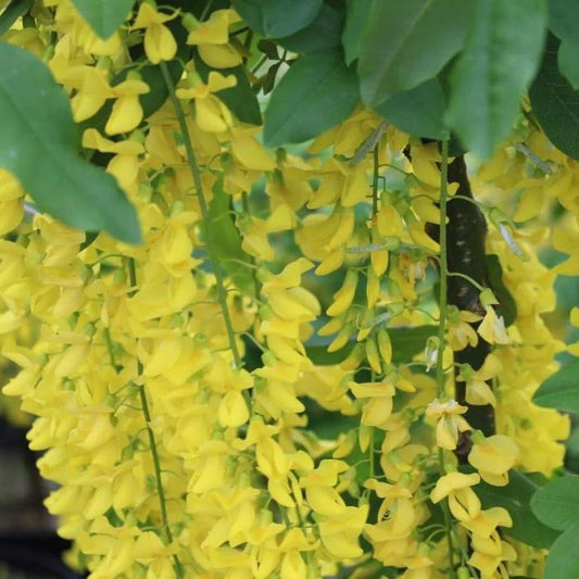Golden Chain Ornamental Tree (Laburnum x Watereri 'Vossii')