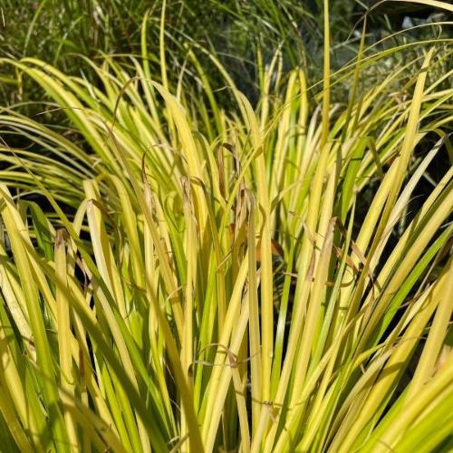 Golden Delight Japanese Sweet Flag Ornamental Grasses (Acorus Gramineus Golden Delight)