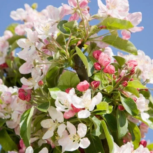 Golden Hornet Crab Apple Ornamental Tree (Malus 'Golden Hornet')