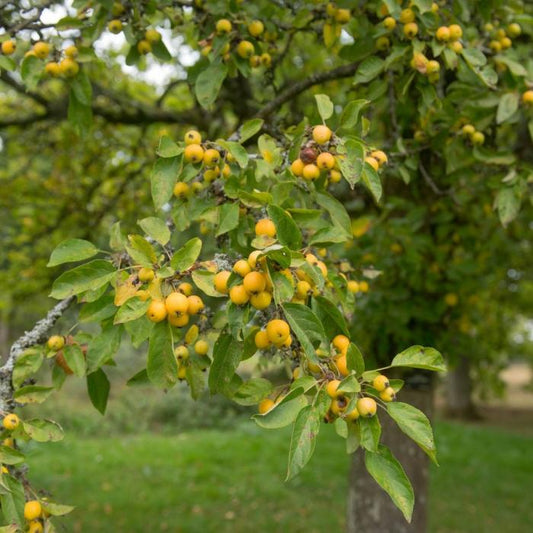 Golden Hornet Crab Apple Ornamental Tree (Malus 'Golden Hornet')