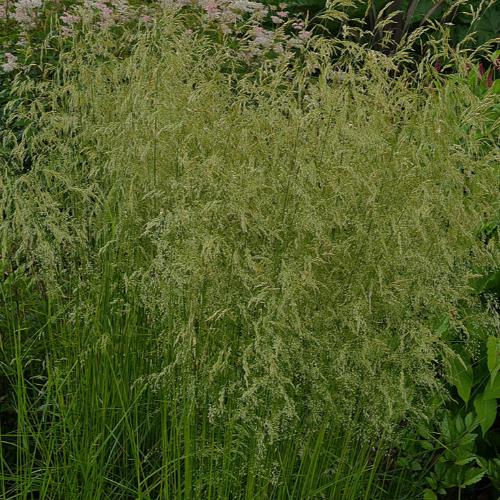 Golden Veil Tufted Hair Ornamental Grasses (Deschampsia Cespitosa Goldschleier)