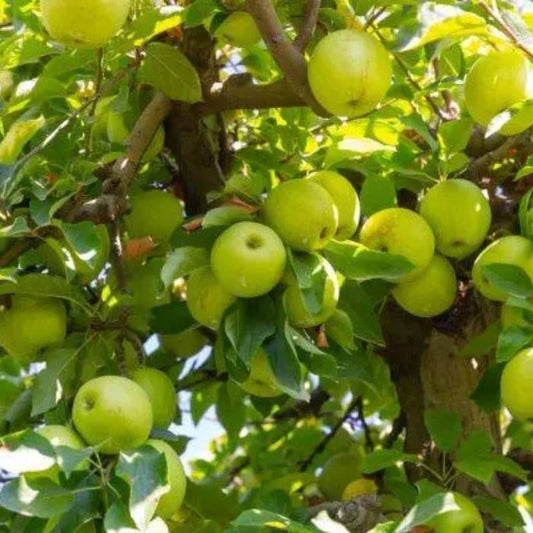 Golden Delicious Apple Fruit Tree (Malus domestica 'Golden Delicious')