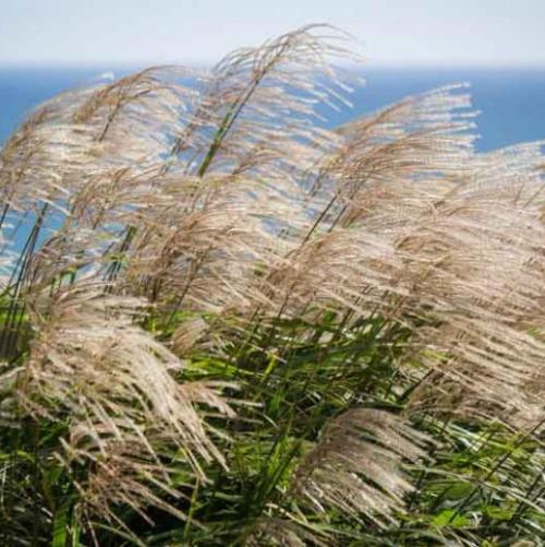 Gracillimus Maiden Ornamental Grasses (Miscanthus Sinensis Gracillimus)