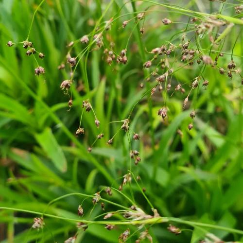 Greater Woodrush Ornamental Grasses (Luzula sylvatica)