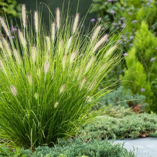 Hameln Fountain Ornamental Grasses (Pennisetum Alopecuroides Hameln)