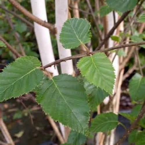 Himalayan Birch Ornamental Tree (Betula Jacquemontii 'Himalayan Birch')