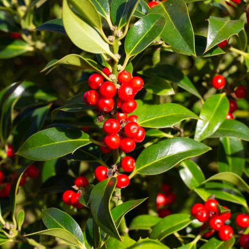 Holly Nellie R Stevens Italian Plants (Ilex Nellie R Stevens)