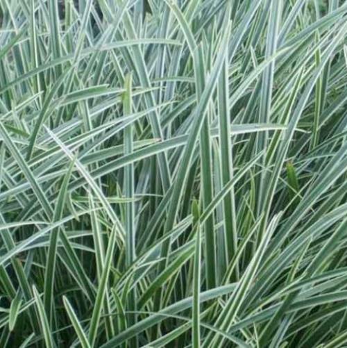 Ice Dance Japanese Sedge Ornamental Grasses (Carex Morrowii Ice Dance)
