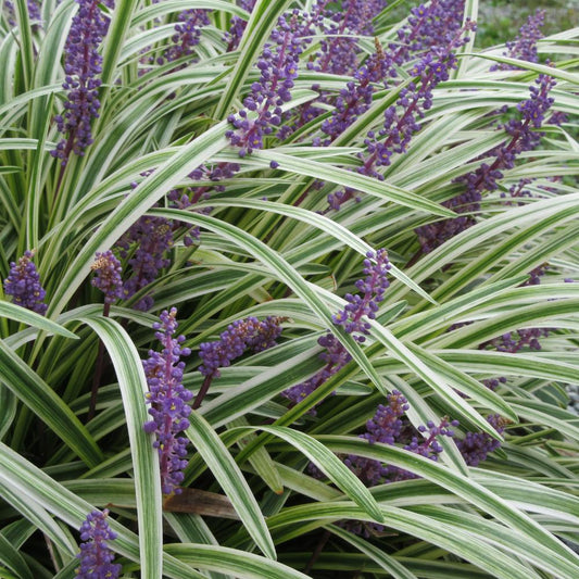 Ingwersen Lilyturf Ornamental Grasses (Liriope Muscari Ingwersen)