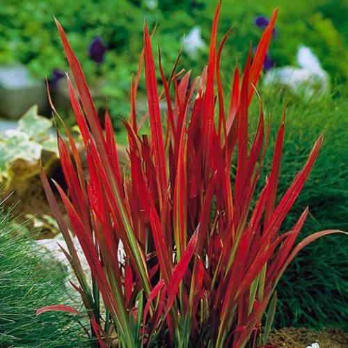 Japanese Blood Ornamental Grasses (Imperata Cylindrica Red Baron)