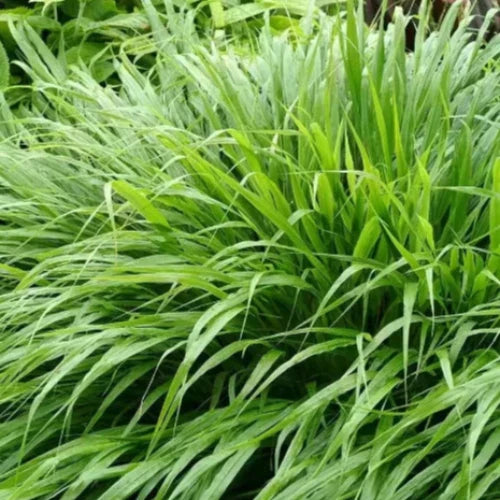 Japanese Forest Ornamental Grasses (Hakonechloa Macra)