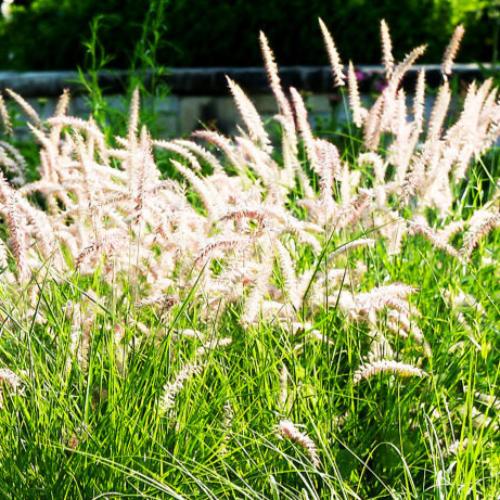 Karly Rose Maiden Ornamental Grasses (Miscanthus Orientalis Karly Rose)