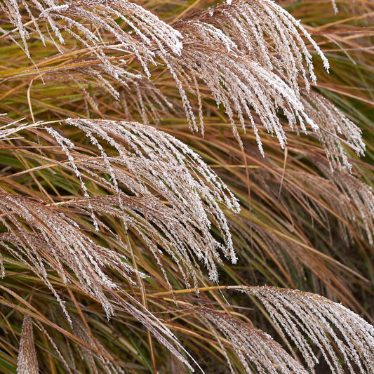 Kleine Silberspinne Maiden Ornamental Grasses (Miscanthus Sinensis Kleine Silberspinne)