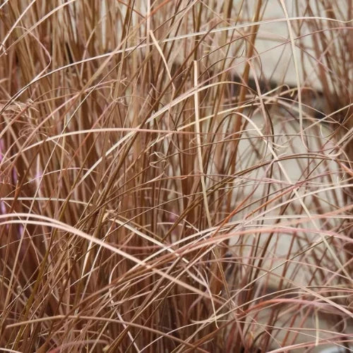 Leatherleaf Sedge Ornamental Grasses (Carex Buchananii)